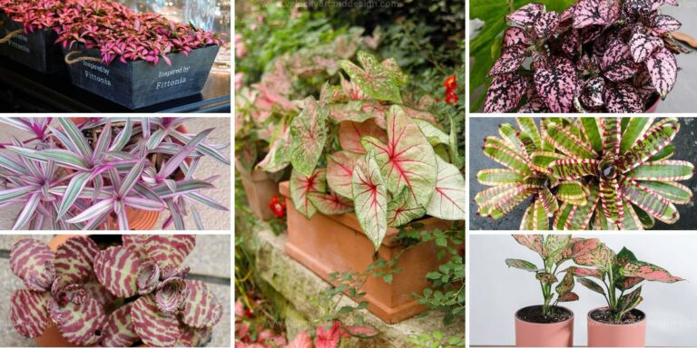 Top Houseplants with Rainbow Leaves