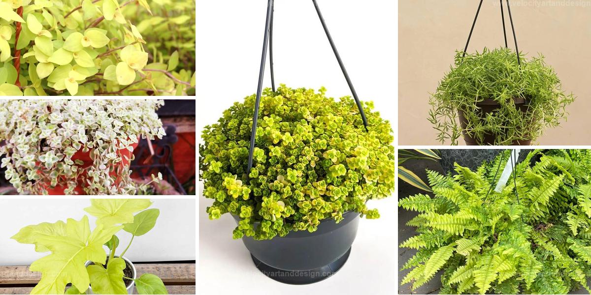 Top Golden Houseplants For Baskets