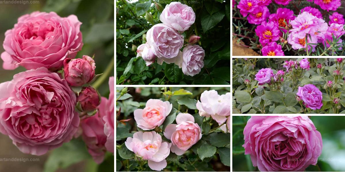 Best Rose Varieties