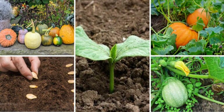 Best Tips to Grow Pumpkins in Gardens