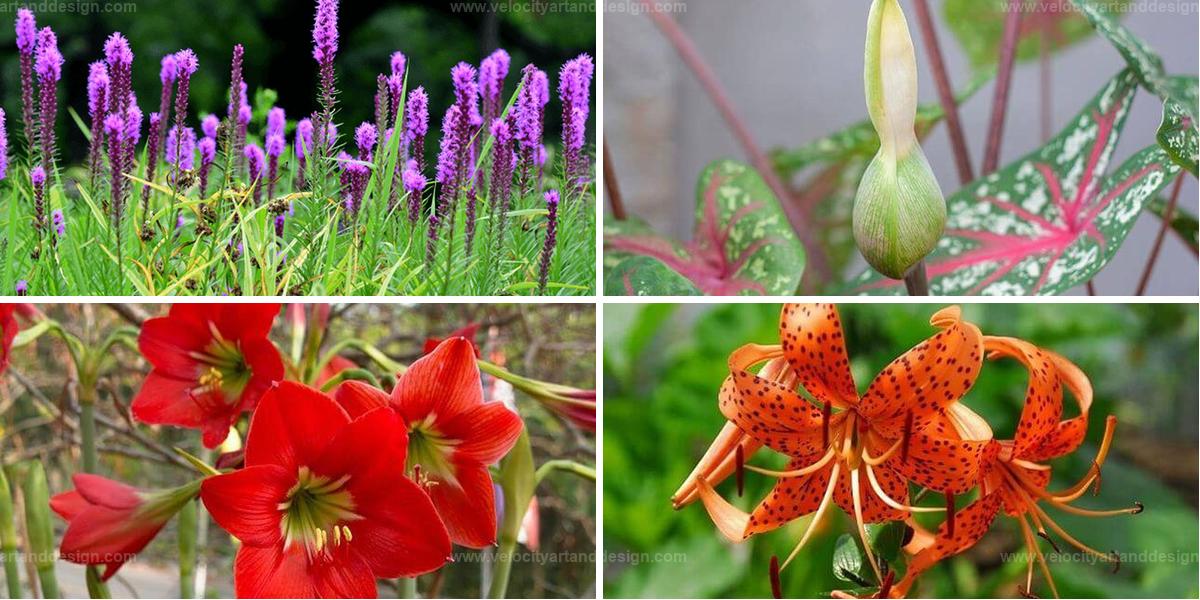 Best Bulbs for Summer Blooms