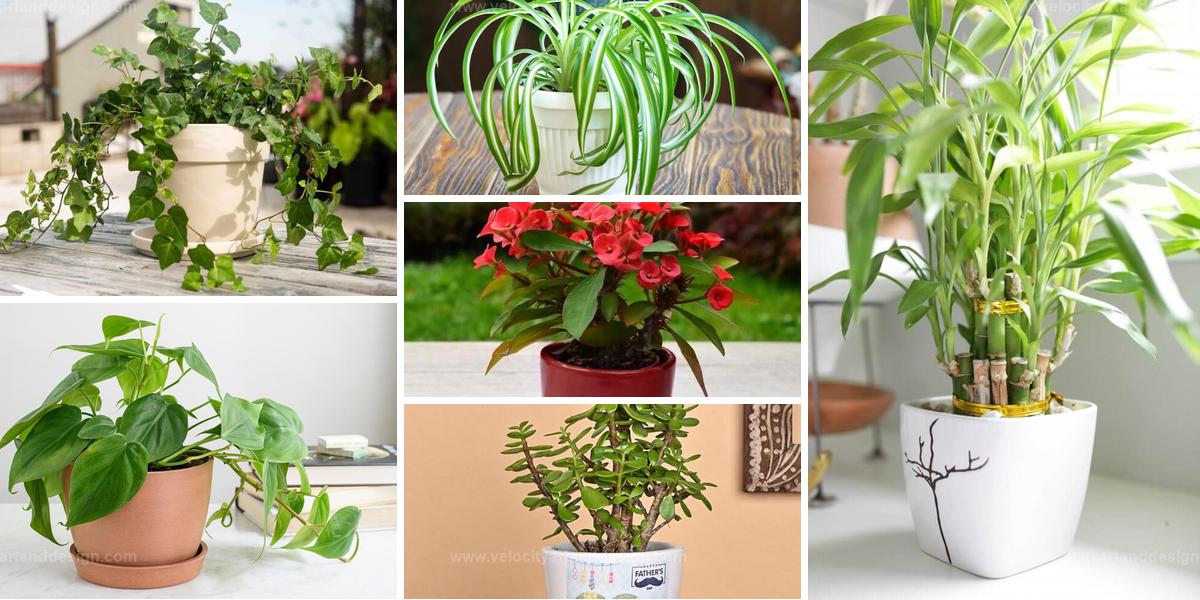 Best Houseplants Aligned with Your Zodiac Sign