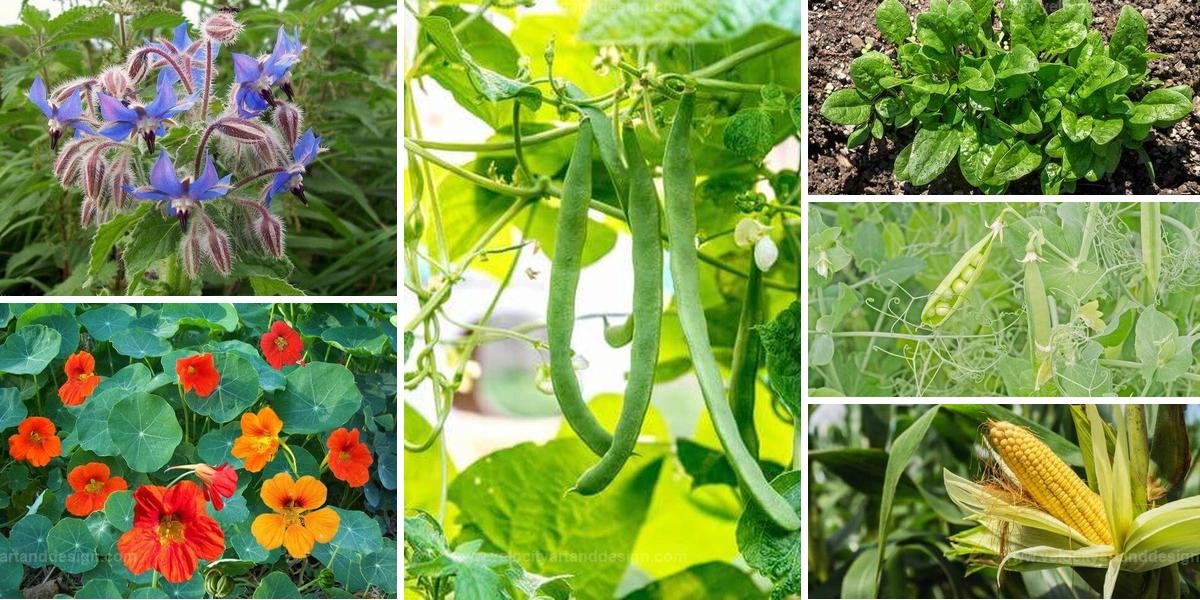 Top Companion Plants for Zucchini