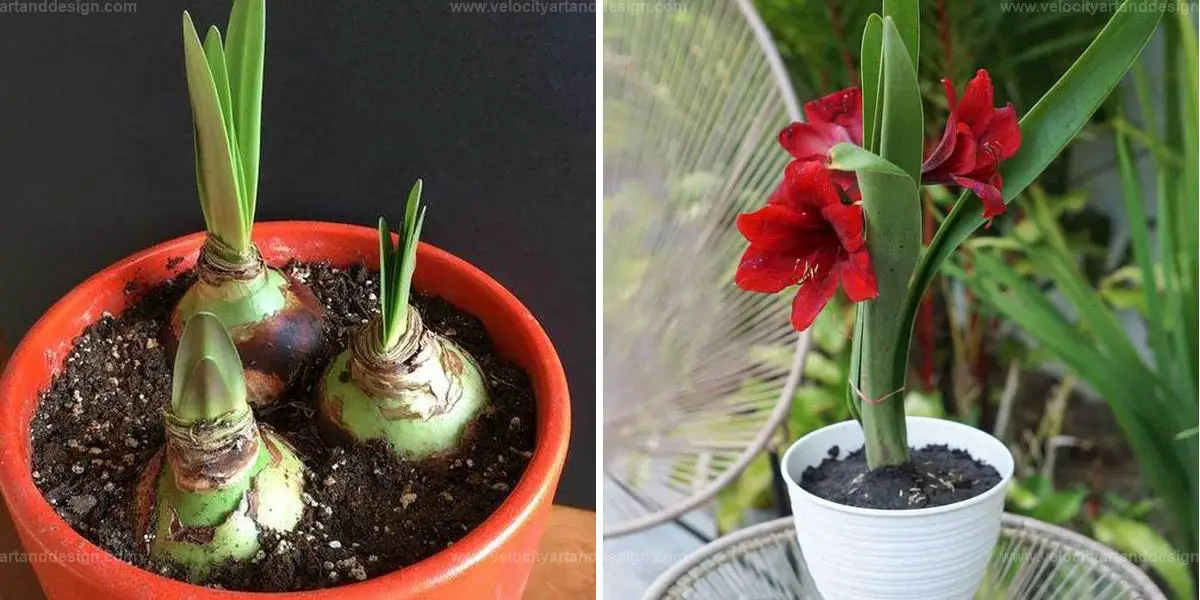 Top Care Tips for Annual Amaryllis Blooms