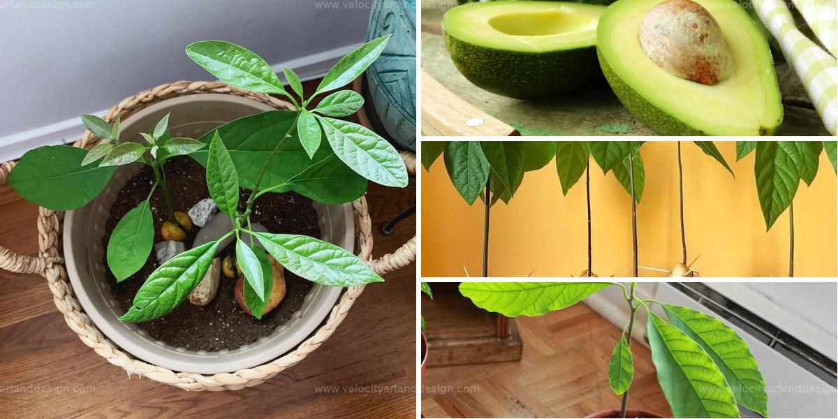 Best Container Gardening Tips For Avocado Trees