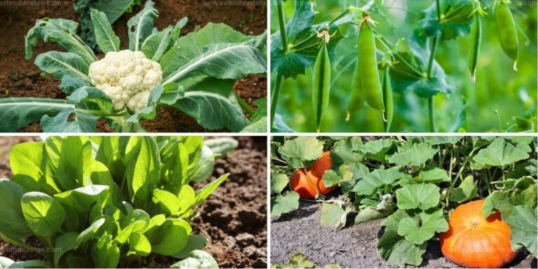 Best Vegetables for Alkaline Soil Gardens