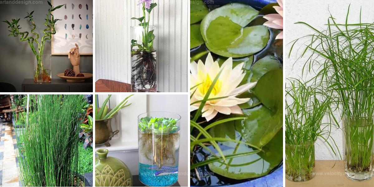 Top Resilient Indoor Plants for Low-Drainage Pots