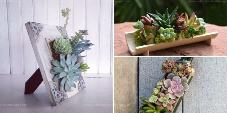 Top DIY Succulent Planter Ideas