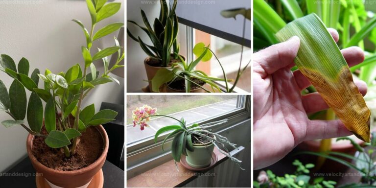 Best Signs For Indoor Plant Sunlight Needs