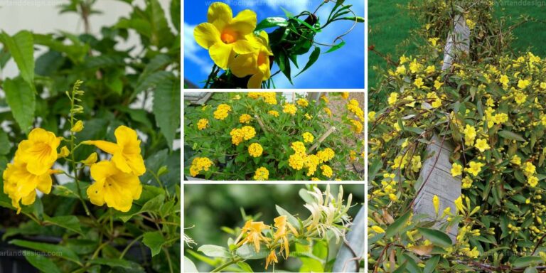 Best Climbing Plants With Yellow Flowers