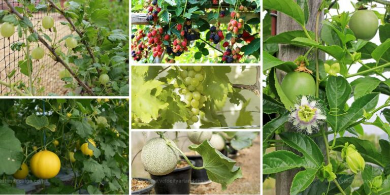 Top Climbing Fruits