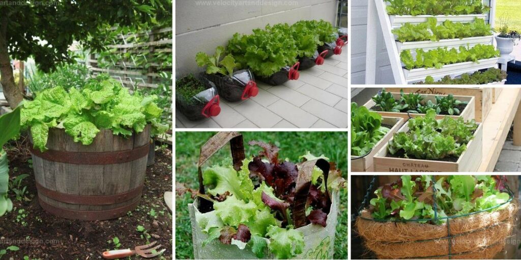 Best Ways to Grow Fresh Lettuce in Your Garden