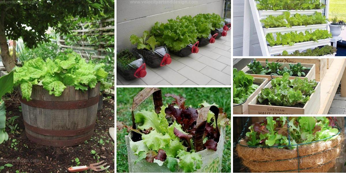 Best Ways to Grow Fresh Lettuce in Your Garden