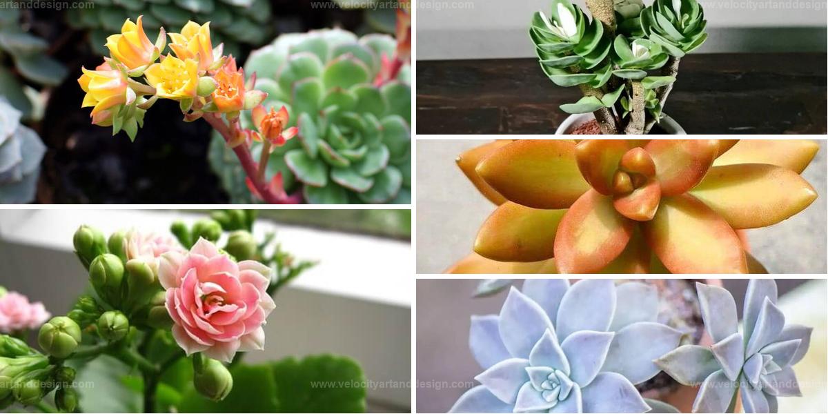 Best Succulents With Petal-Like Leaves