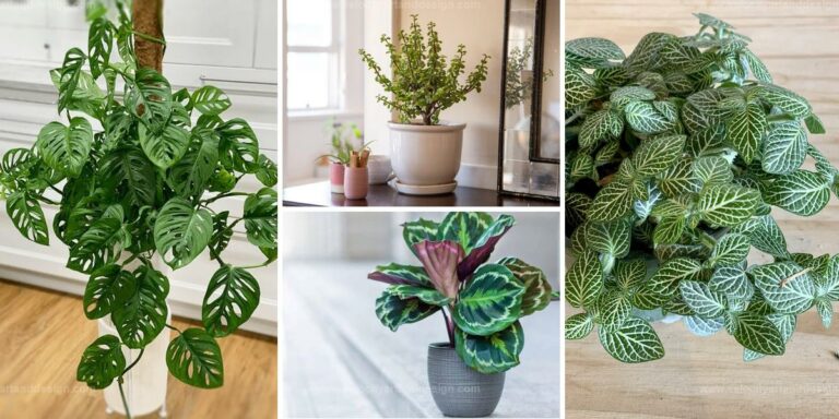 Top Houseplants for East-Facing Windows