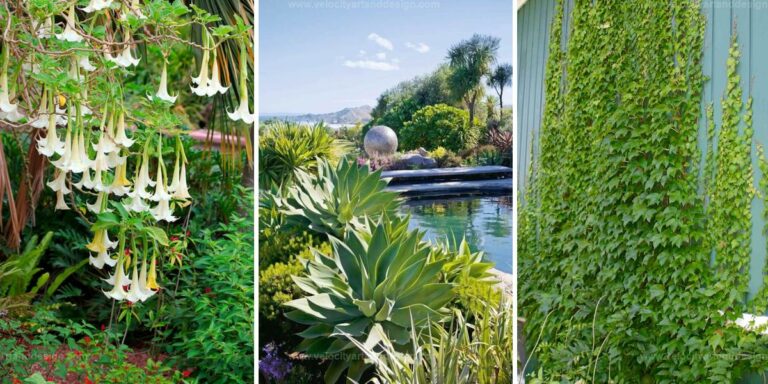 Best Poolside Plants