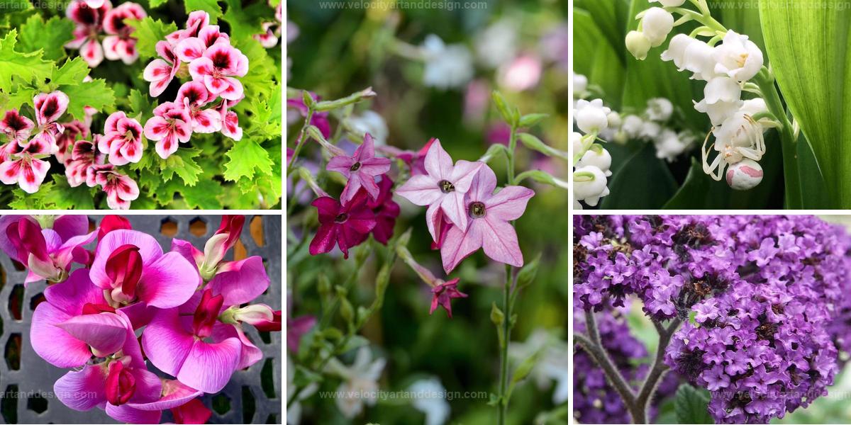 Best Sweet-Scented Flowers for Garden