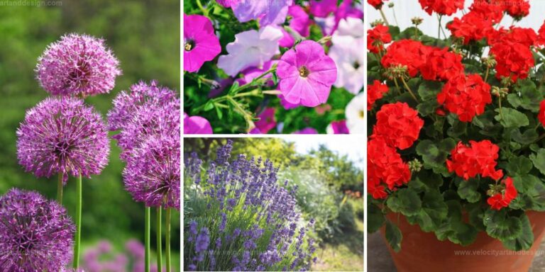 Top Flowers for Natural Pest Control