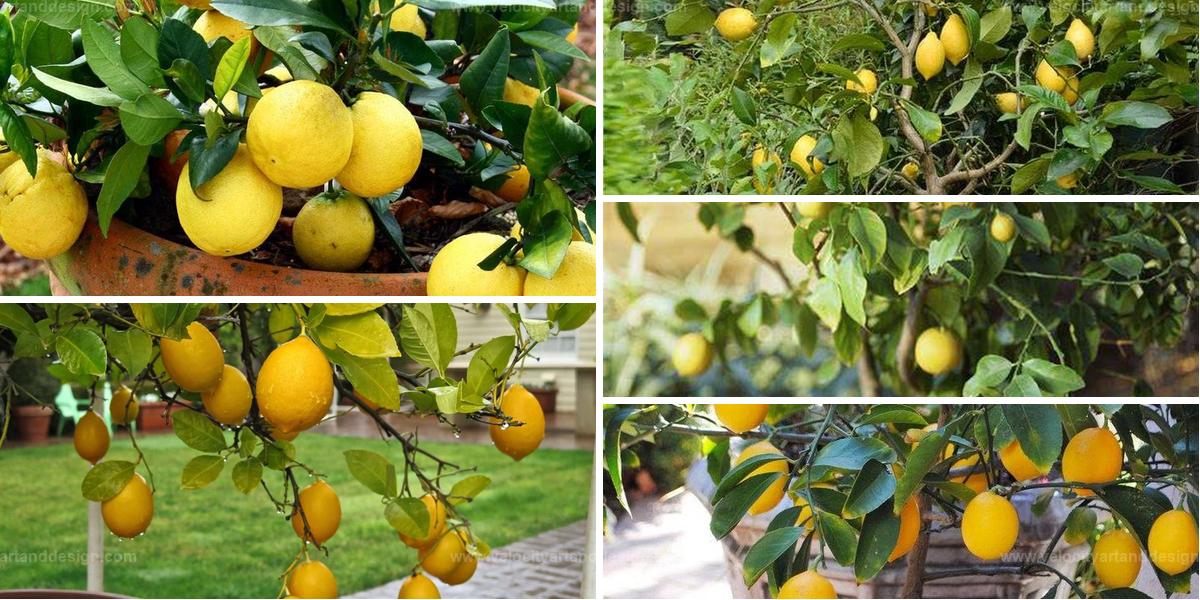 Top Guide to Growing Lemon Trees in Pots