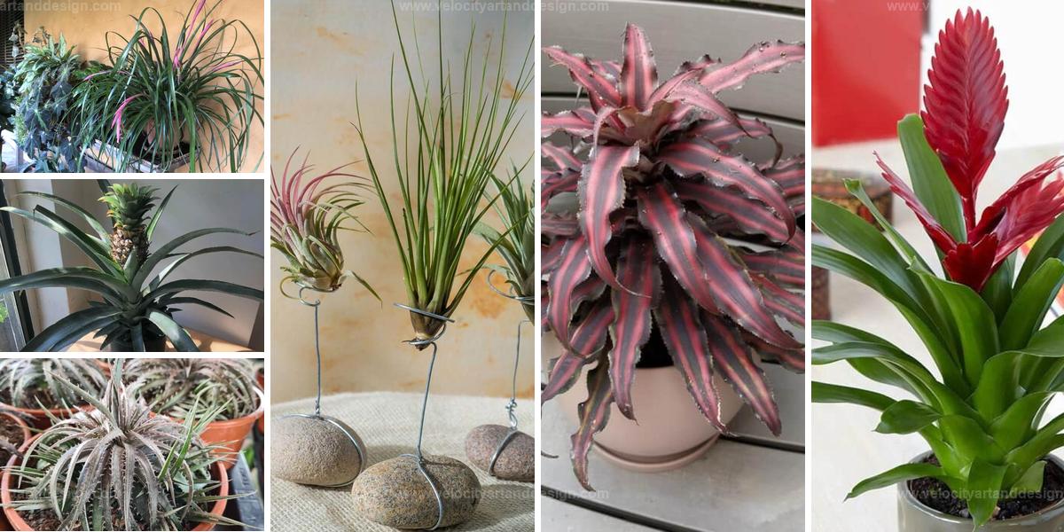 Top Bromeliad Varieties