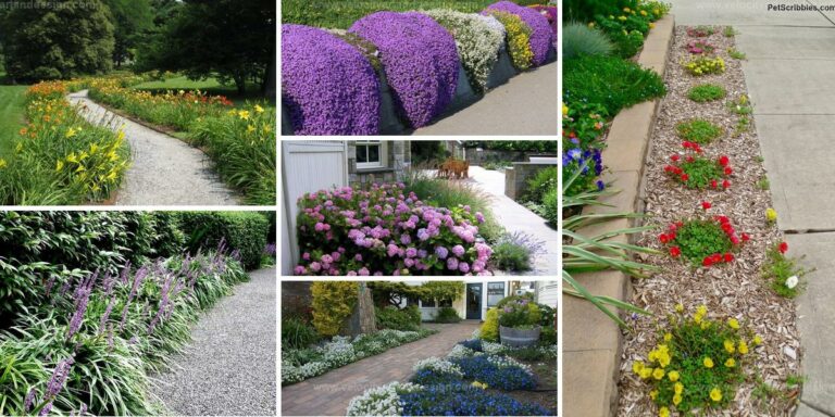 Best Bright Flowering Plants for Pathways