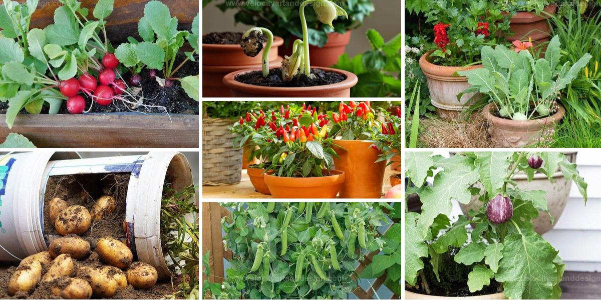 Best Container Vegetables