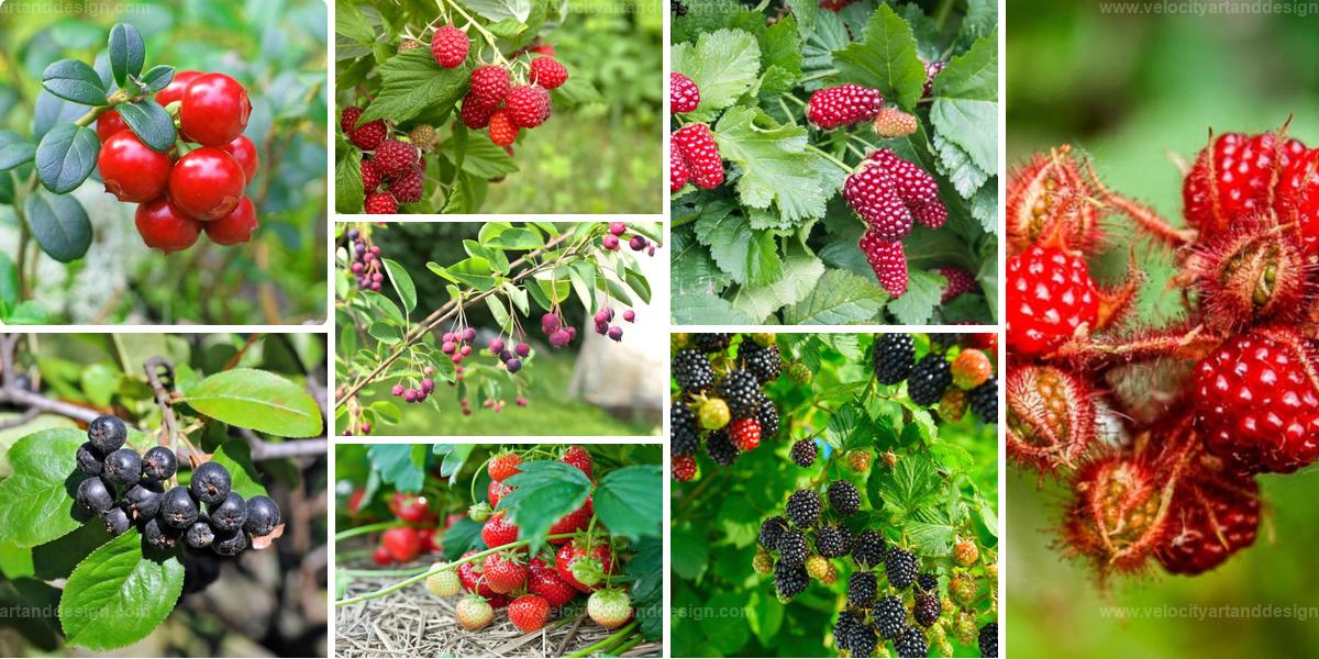 Best Berry Varieties for Home Gardens