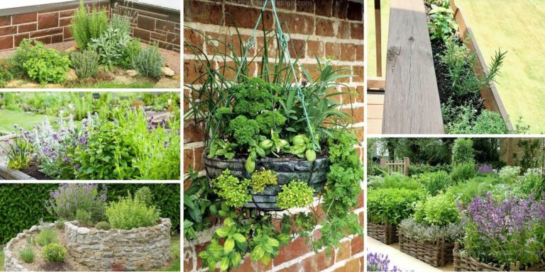 Best Herb Garden Ideas to Enhance Outdoor Space