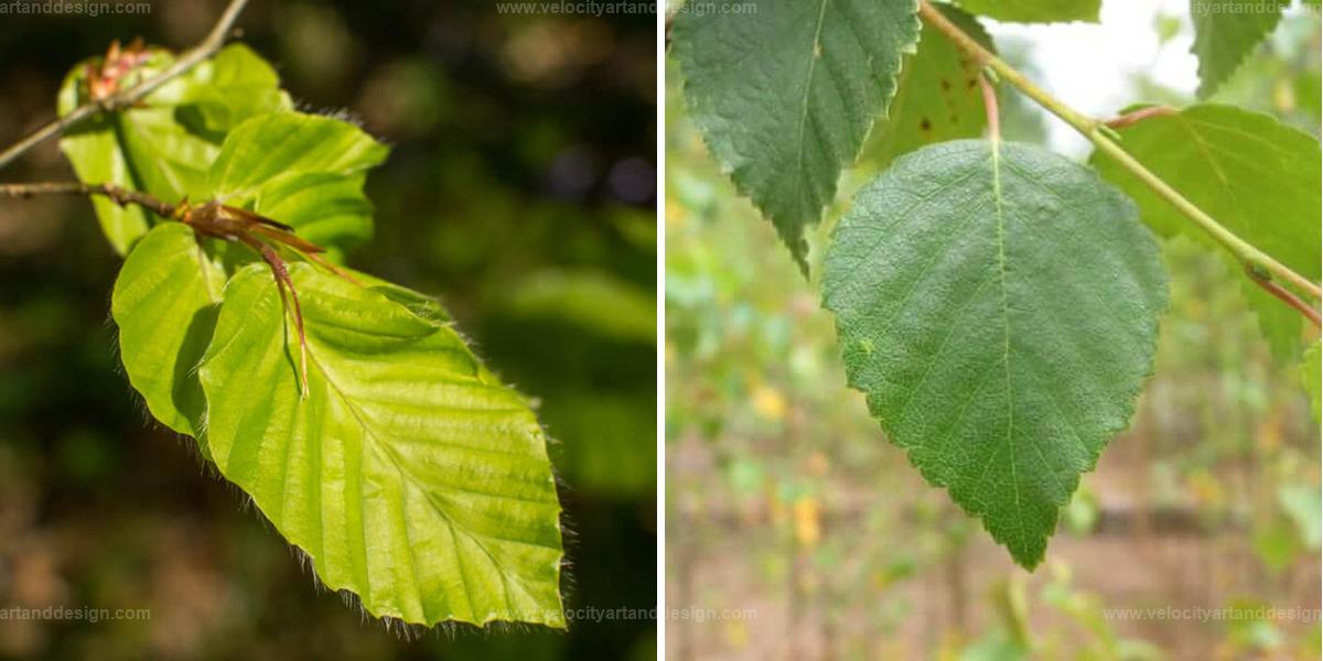 Best Edible Leaf Trees