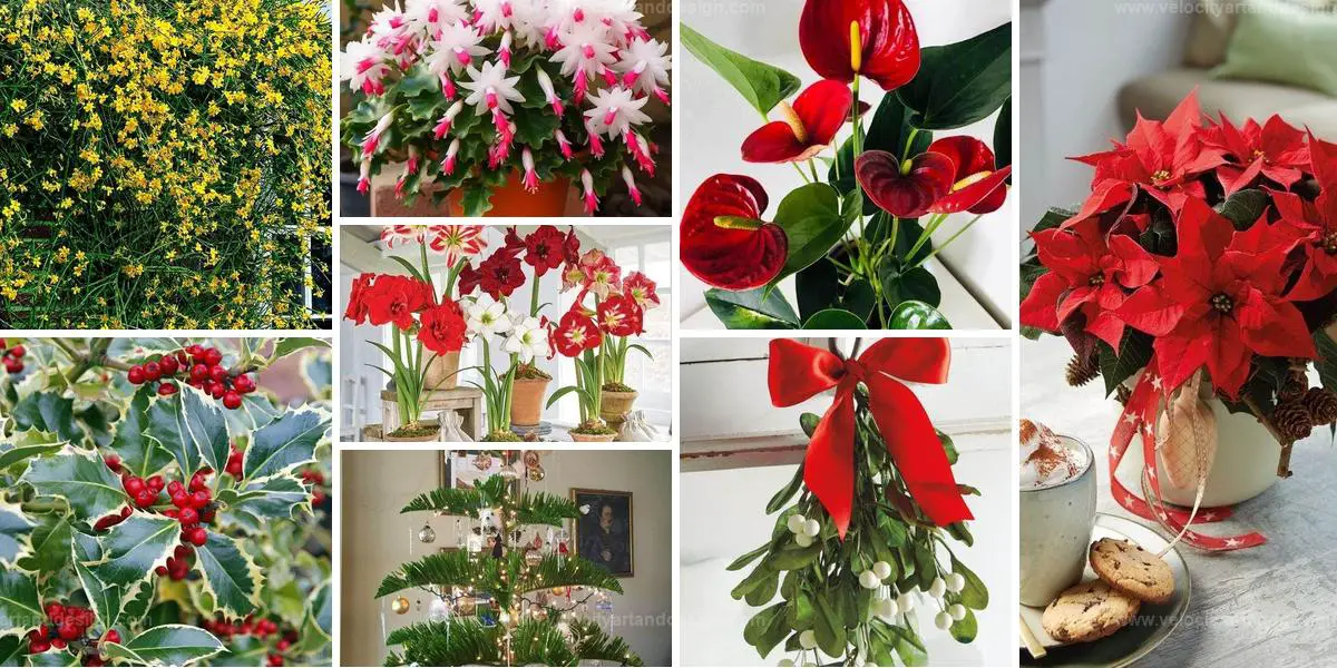 Top Christmas Flowers and Plants