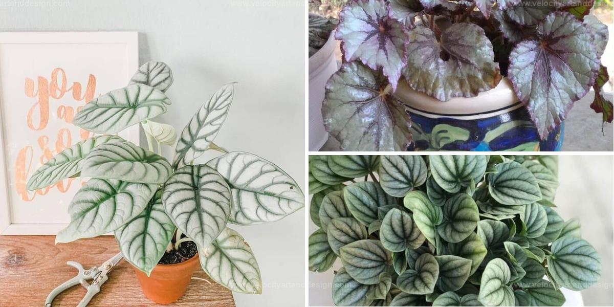 Top Indoor Plants With Silver Foliage