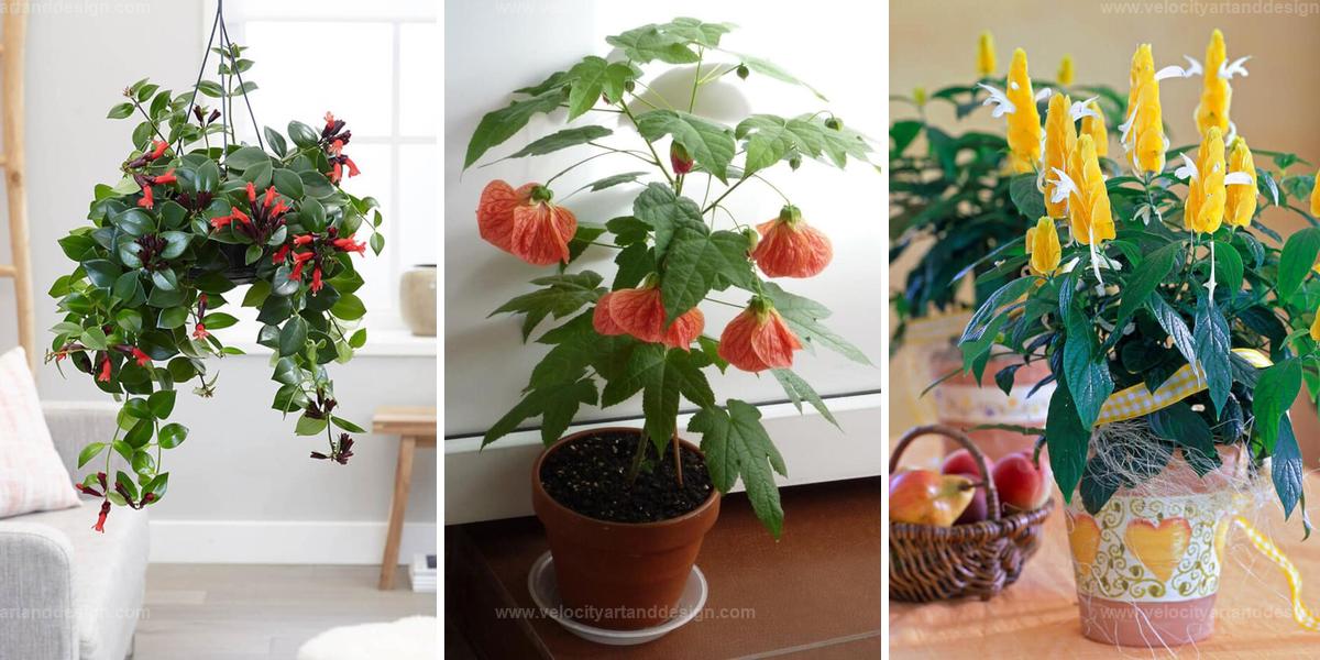 Best Ever-Blooming Houseplants