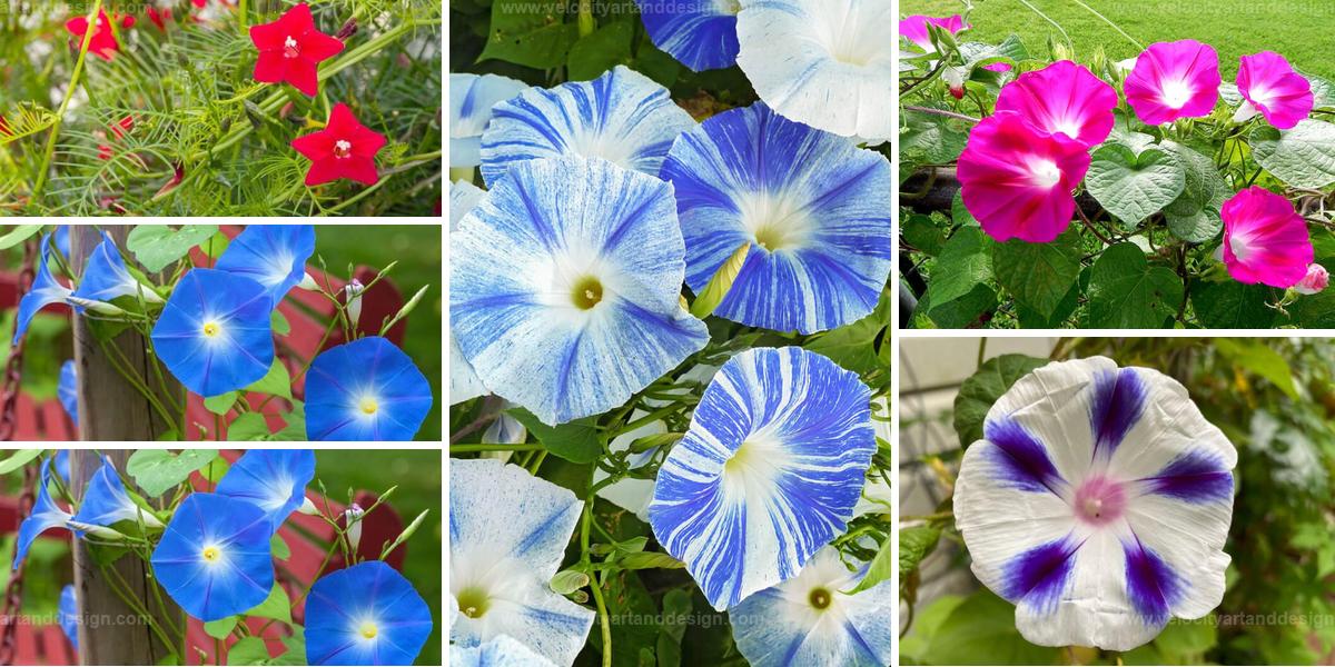 Top Morning Glory Flower Varieties