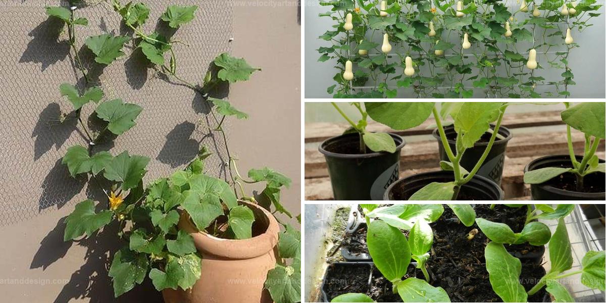 Best Steps for Butternut Squash in Containers