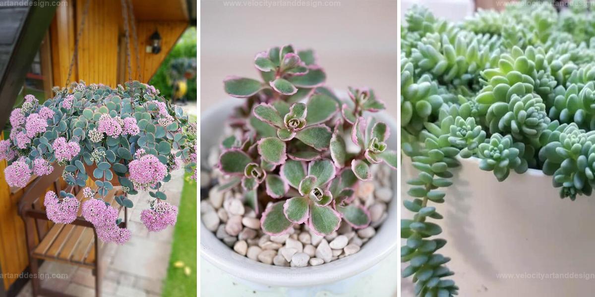 Best Sedums To Grow Indoors