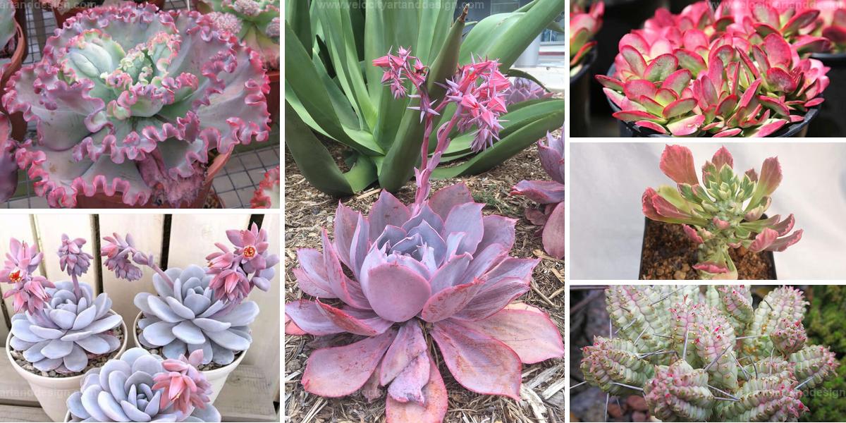 Best Pink Succulents for a Pop of Color