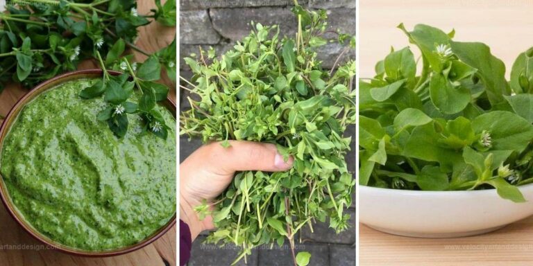 Best Chickweed Benefits for Well-Being