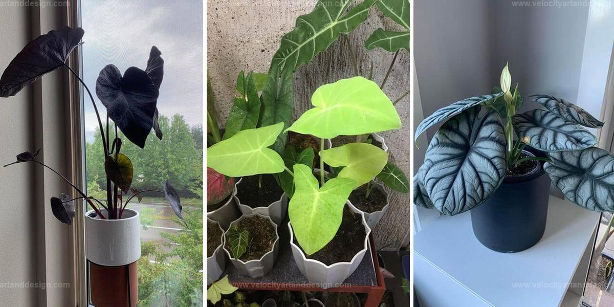 Top Indoor Plants with Elephant Ear Leaves