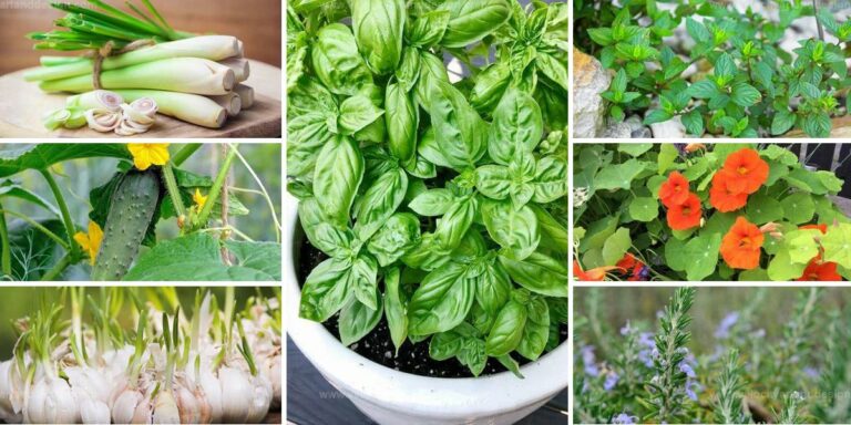 Best Plants to Repel Roaches Naturally