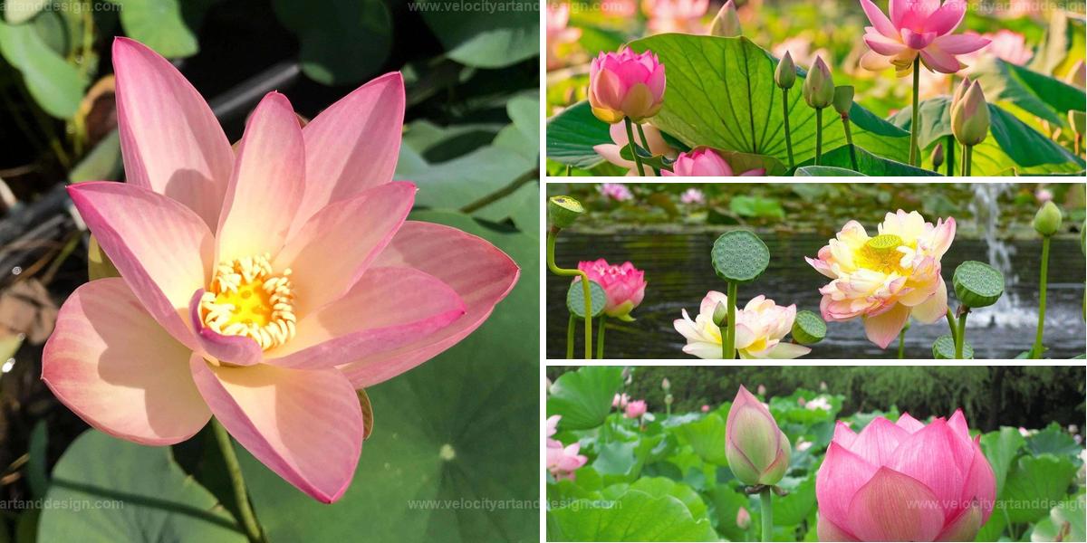 Best Lotus Garden Cultivation Tips