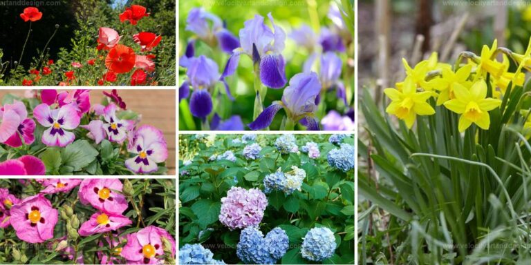 Top Spring Plants