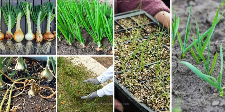 Best Onion Growing Secrets