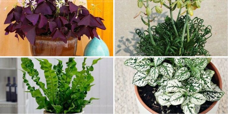 Best Unique Houseplants