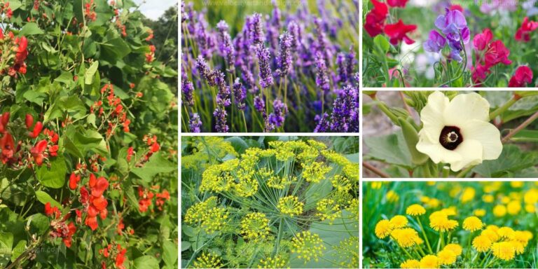 Top Flowering Vegetables