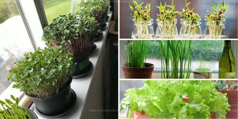 Top Veggies to Grow