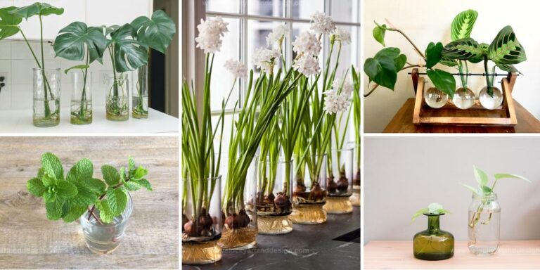 Best Stylish Houseplants for Growing in Water