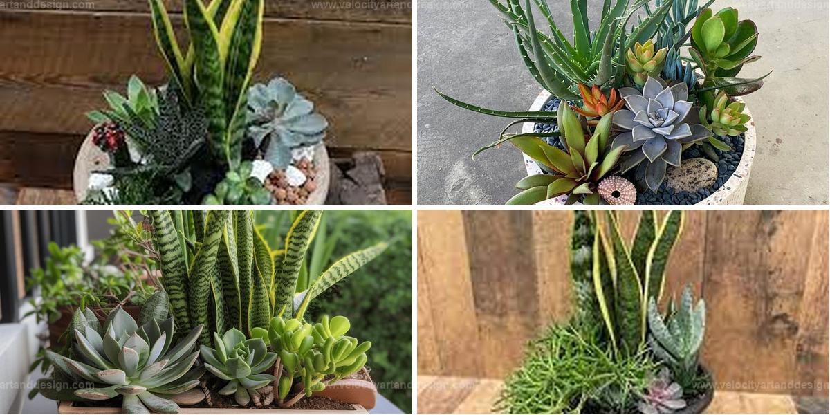 Top Succulent And Dracaena Arrangements