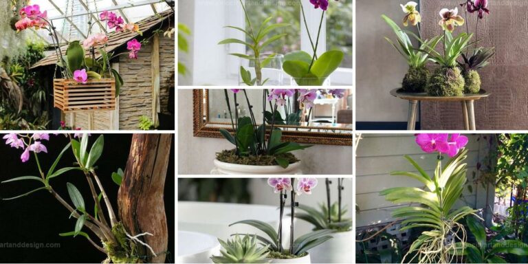 Top DIY Orchid Planters