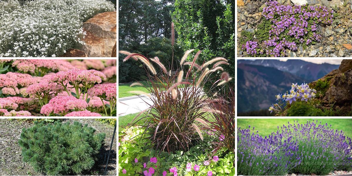 Best Plants for Rock Gardens