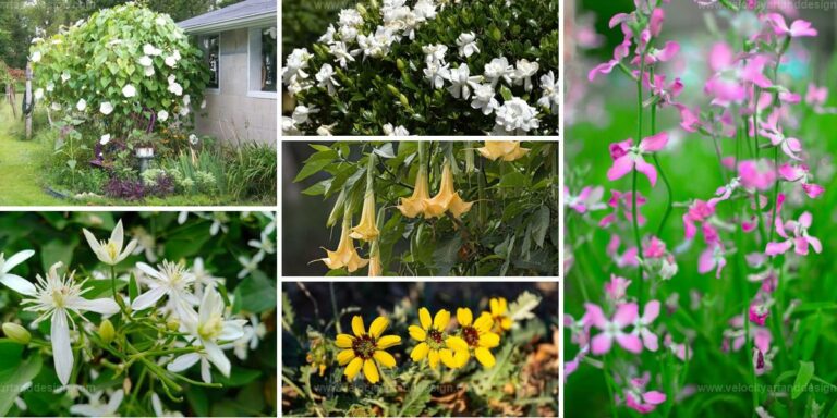 Top Flowers That Bloom At Night